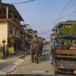 2024-10 - Népal - J11 - Parc National de Chitwan - 046